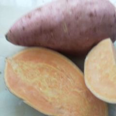 开封红薯龙薯九号陆续上市