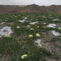 自家种植的西瓜