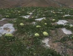 自家种植的西瓜