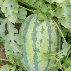 正宗开封沙土地大西瓜