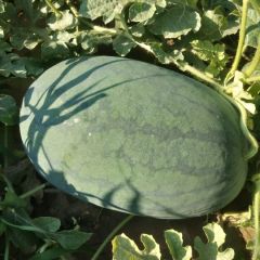 河北省广宗县北淤疃西瓜专业合作社市场购销