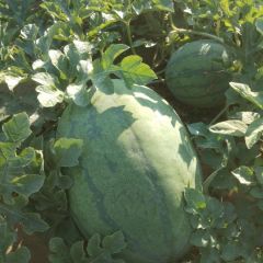 河北省广宗县北淤疃西瓜专业合作社市场购销龙卷风