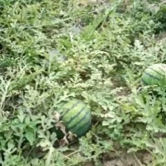 京欣西瓜大量接单