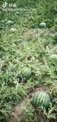 京欣西瓜大量接单
