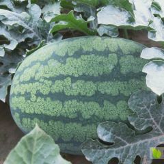 龙卷风西瓜狂热来袭，清凉一夏