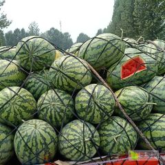 龙卷风，冠龙，京欣，大量上市