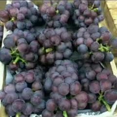 供应葡萄面向全国
