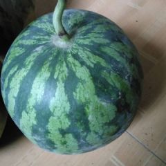 开封市祥符区朱仙镇西瓜产区