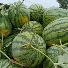 花长花冠龙系列大量供应中