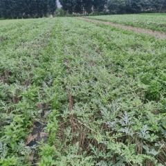 通许县本人代办西瓜，辣椒大蒜及其它农副产品！