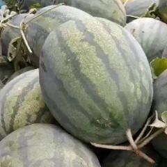 开封西瓜头茬美都龙卷风不嫁接，大量上市中