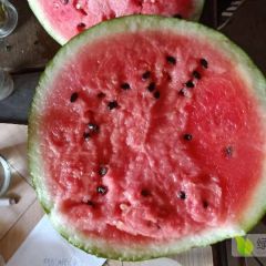 河南扶沟新机遇西瓜春光62西瓜价格便宜基地直供