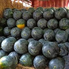 河南扶沟黑无籽基地直供品质全国顶级