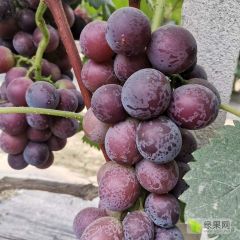 目前葡萄大量上市