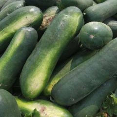 黑皮冬瓜大量上市中