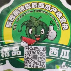 陕西蒲城县西瓜大量上市