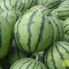 西瓜代收，各种品种