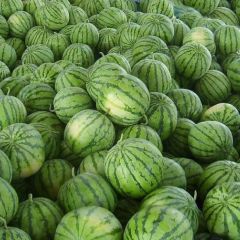 河北省邢台市柏乡县百亩西瓜大量上市，欢迎前来选购