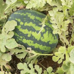 0.3元10斤起步陕西渭南甜王西瓜金城5号西瓜