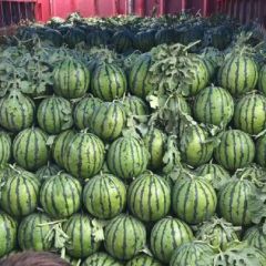 开封沙地西瓜京欣大量供应