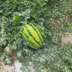 石头缝里长出来的大西瓜