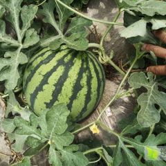 河南西瓜大量上市，欢迎来电咨询