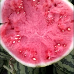 正宗8424西瓜！甜里很
