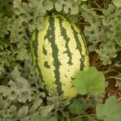 甘肃沙地瓜面积大甜度足