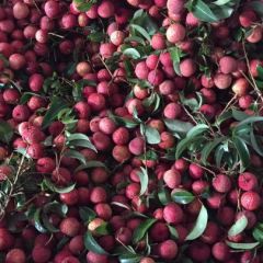 代客收购麻垌荔枝