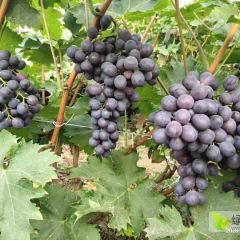 大量上市玫瑰香葡萄