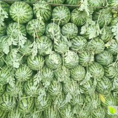 开封西瓜纯沙地种植！皮薄，个大，瓜型匀称！含糖量