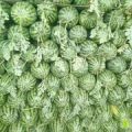 开封西瓜纯沙地种植！皮薄，个大，瓜型匀称！含糖量