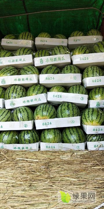 2020年河南扶沟8424西瓜价格