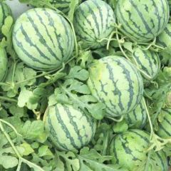 代办河南扶沟西瓜产地 2020西瓜