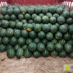 陕西甜王，甘肃金花，产地直销