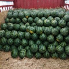 陕西精品甜王西瓜