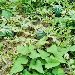 鹿邑县自家种植甜王，口感甜脆 求收购，口感非常棒