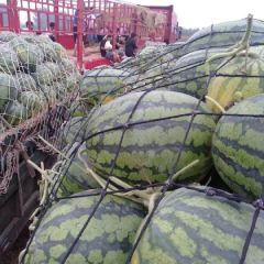 开封诚信代收代发，美都，金城五号，龙卷风