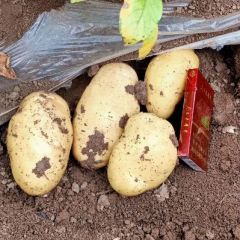 辽宁凌海早熟806火热预定中