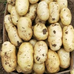 2020凌海土豆大量上市