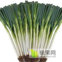 优质铁杆、长白大葱大量上市