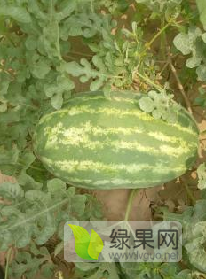 河北邢台威县百亩大西瓜求收购