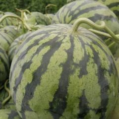 河南省尉氏县西瓜开始降价了