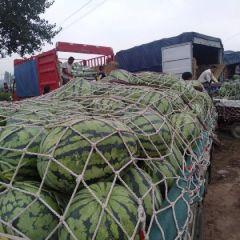 通许县大量供应美都，金城五号，秦红208，龙卷风