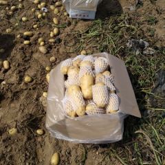 滕州市出售优质荷兰土豆