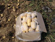 滕州市出售优质荷兰土豆