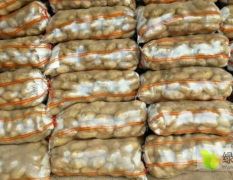 河北定州土豆现已大量上市，品种为荷兰十五