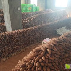 云南高原蜜薯建水灰薯软糯香甜甜度爆表大量供应