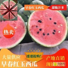 2K西瓜 小糖丸西瓜大量供应 产地直发 保证品质