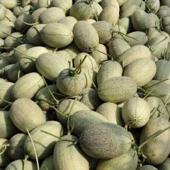 山东昌乐甜瓜大量供应！